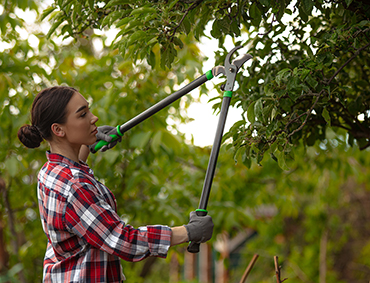 Woman pruning fruit tree