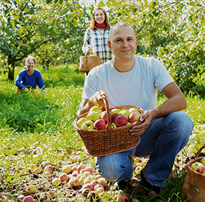 People harvesting apples
